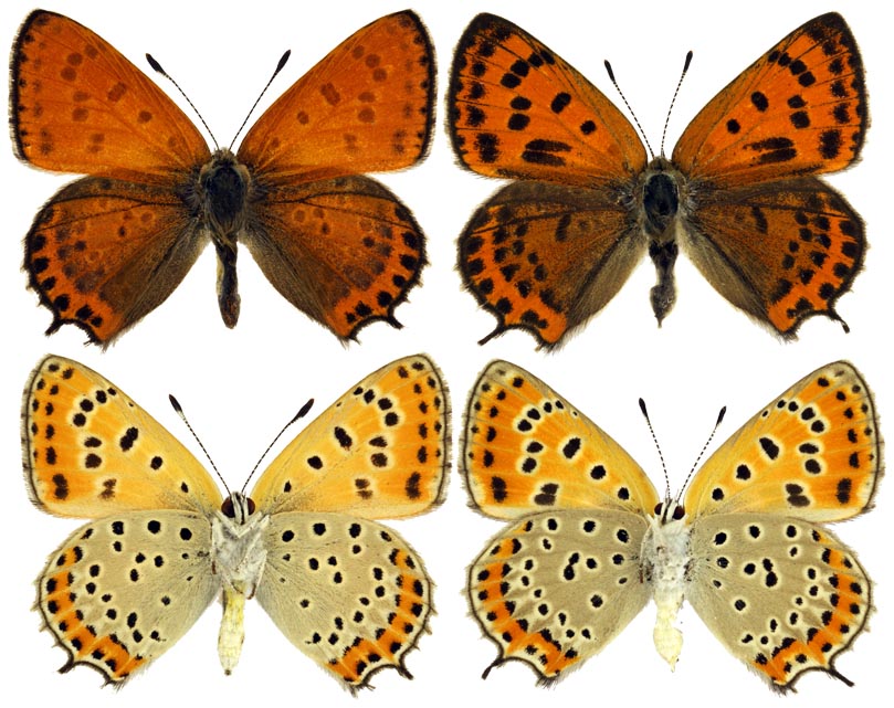  Lycaena thersamon thersamon (Esper, [1784]). Фото: © Валентин Тихонов. 5.09.2008, Дагестан, окрестности Кизляра. Собрал В. В. Тихонов. 